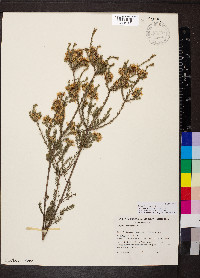 Calytrix tetragona image