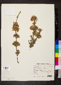 Calytrix tetragona image