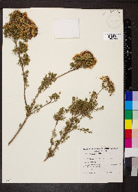 Calytrix tetragona image