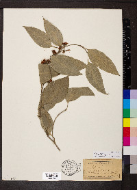 Eucalyptus tereticornis image