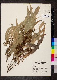 Eucalyptus globulus image