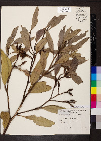 Eucalyptus angulosa image