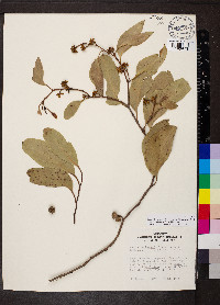 Eucalyptus baxteri image