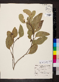 Eucalyptus baxteri image