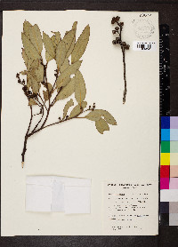 Eucalyptus dumosa image