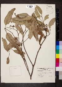 Eucalyptus fasciculosa image