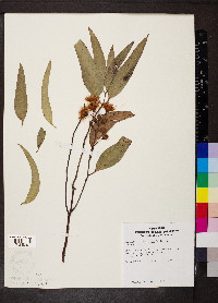 Eucalyptus leucoxylon image