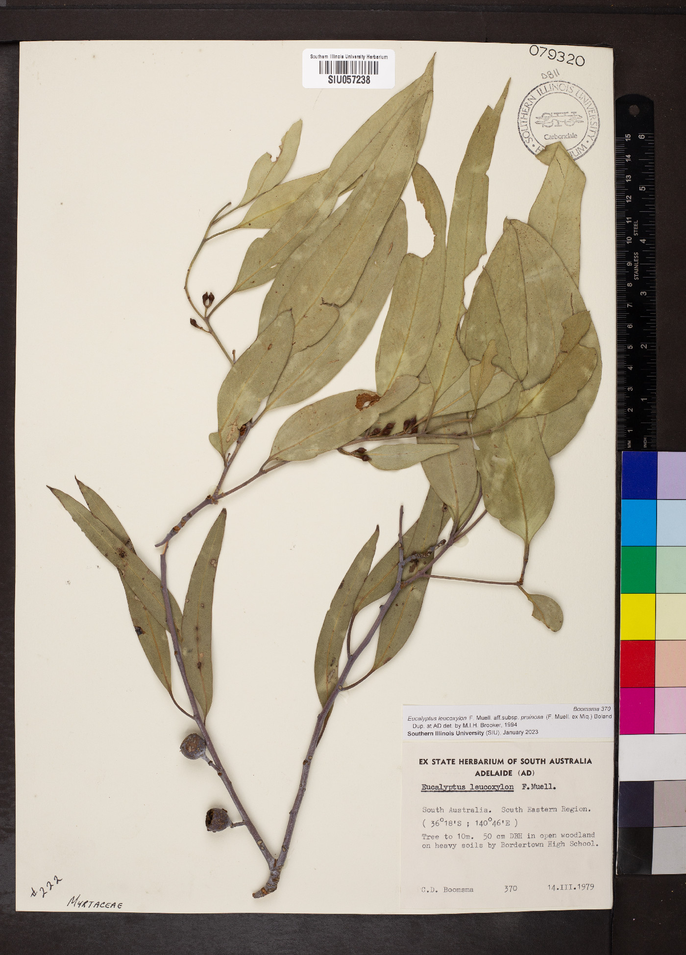 Eucalyptus leucoxylon subsp. pruinosa image