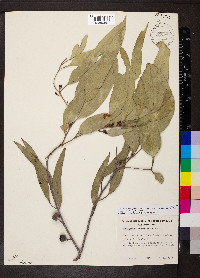 Eucalyptus leucoxylon image