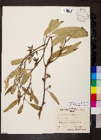 Eucalyptus socialis image