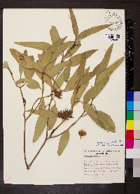 Eucalyptus socialis image