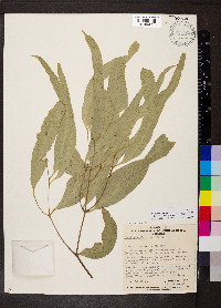 Eucalyptus viminalis image