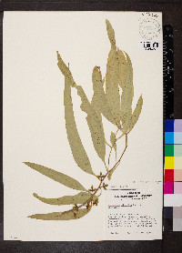 Eucalyptus viminalis image