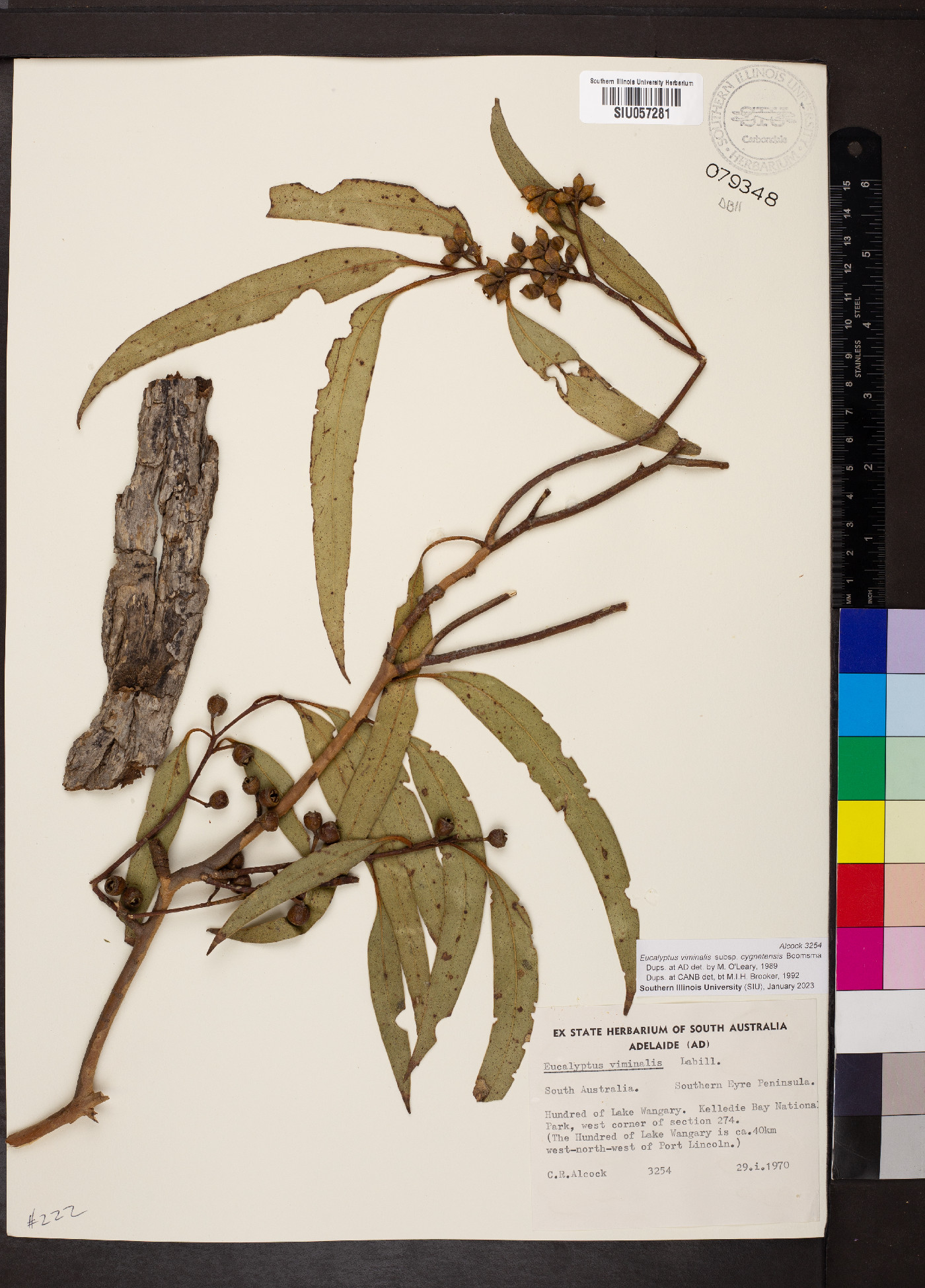 Eucalyptus viminalis image