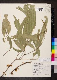 Eucalyptus viminalis image