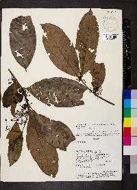 Eugenia florida image