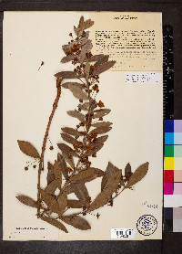 Eugenia punicifolia image