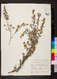 Leptospermum lanigerum image