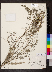 Leptospermum lanigerum image