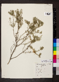 Melaleuca lanceolata image