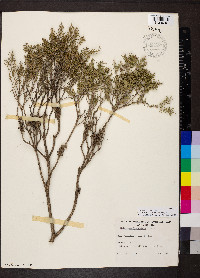 Melaleuca lanceolata image