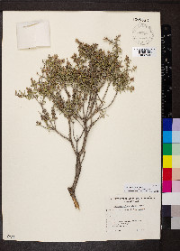 Melaleuca lanceolata image