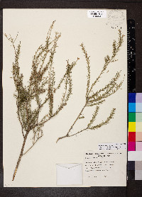 Melaleuca lanceolata image