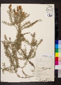 Melaleuca lanceolata image