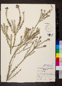 Melaleuca lanceolata image