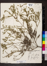 Melaleuca lanceolata image