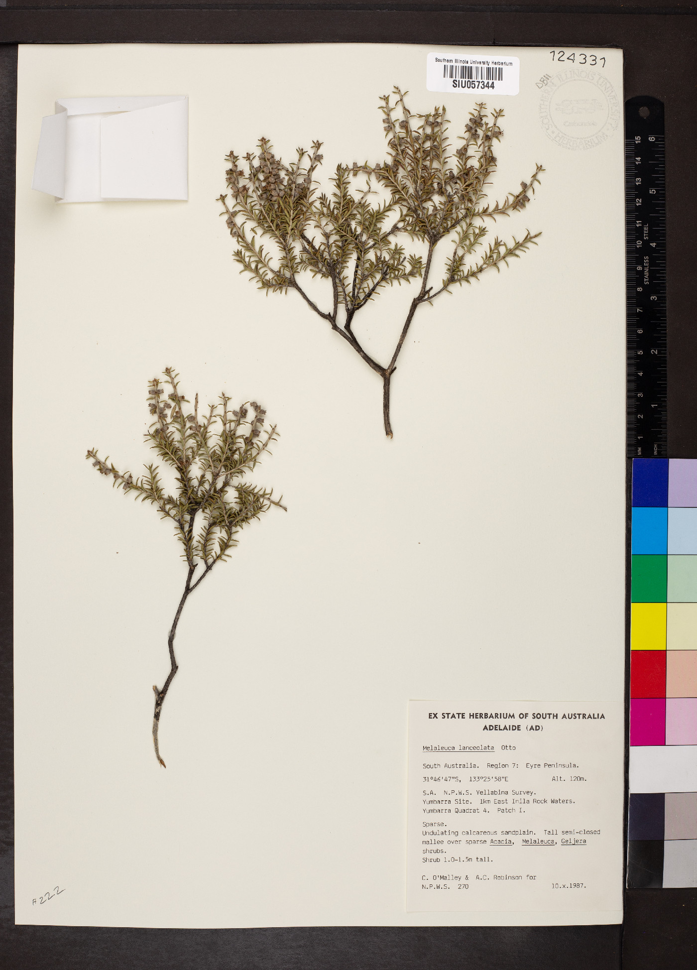 Melaleuca lanceolata image