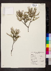 Melaleuca lanceolata image