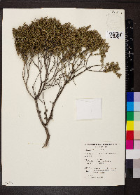 Melaleuca lanceolata image