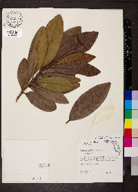 Pimenta dioica image