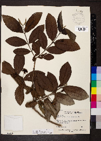 Psidium guajava image