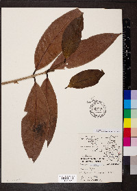Syzygium jambos image