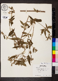 Chaetogastra longifolia image