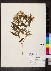 Chaetogastra longifolia image