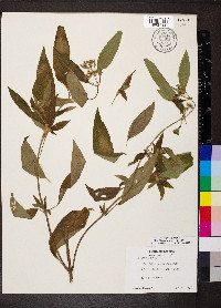 Chaetogastra longifolia image