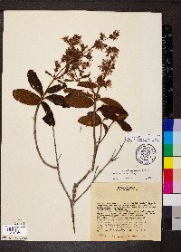 Macairea radula image