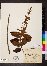 Macairea radula image