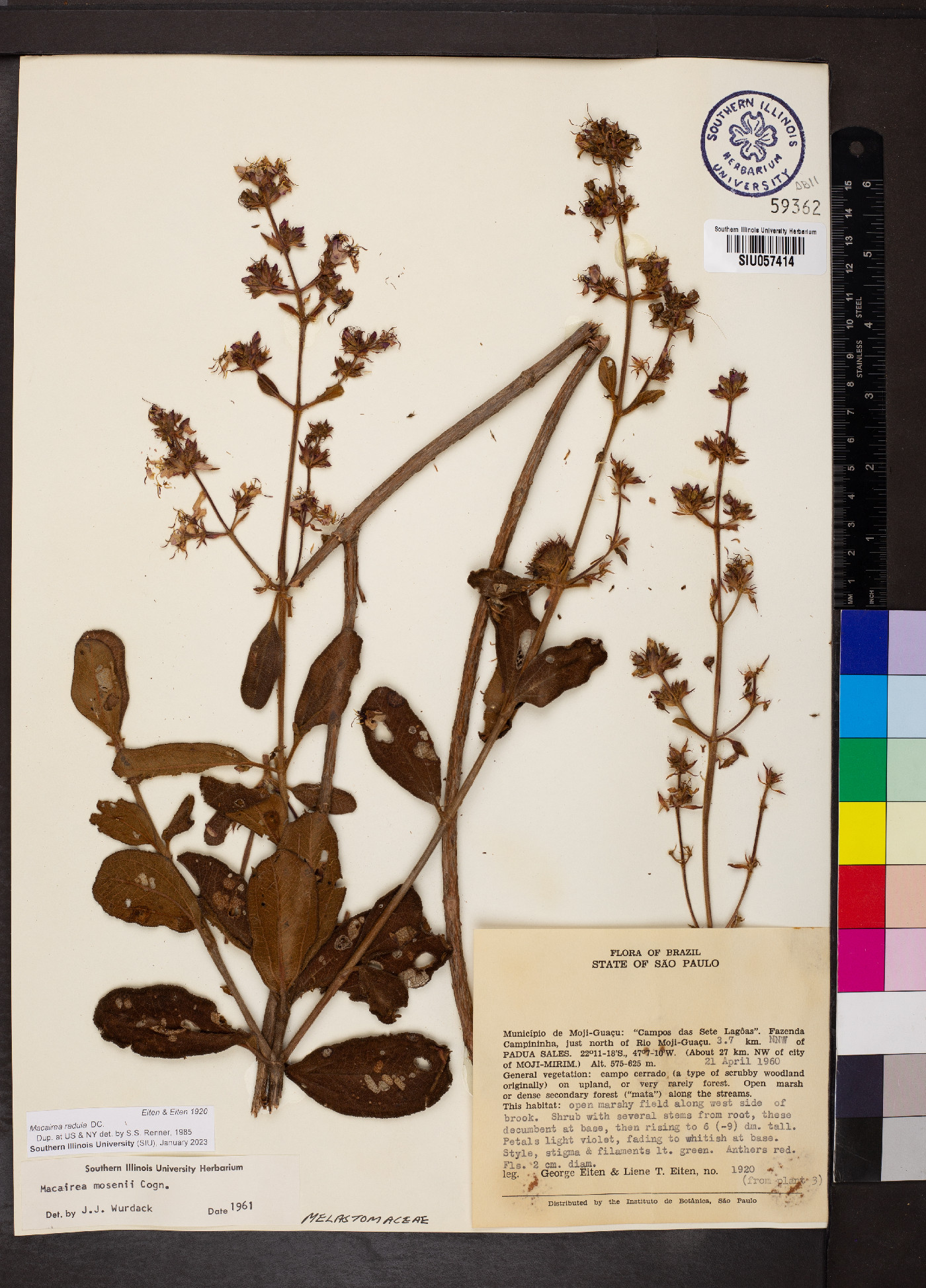 Macairea radula image