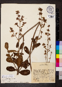 Macairea radula image