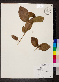 Miconia crenata image