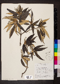 Miconia pepericarpa image