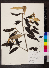 Miconia pepericarpa image