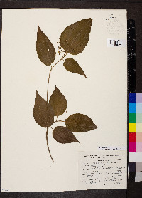 Miconia petiolaris image