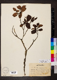 Miconia ribesiiflora image