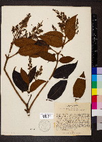 Miconia rubiginosa image