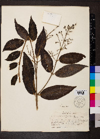 Miconia rubiginosa image